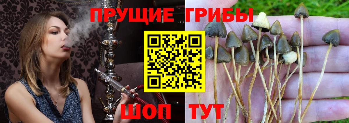 Псилоцибиновые грибы мицелий  Галлюциногенные грибы Psilocybe  Дербент  Вход с VPN 